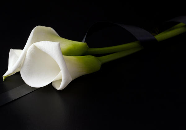 White,flowers,of,zantedesia,tied,with,a,mourning,ribbon,on