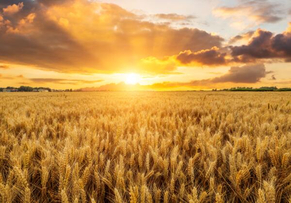 Ripe,wheat,fields,natural,landscape,at,sunset.,farm,harvest,season.